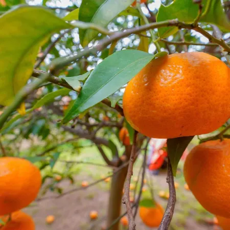 Panzió Gassa D'amante
